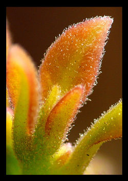 Macro Bougainvillaea Leaves Detail - image #278239 gratis