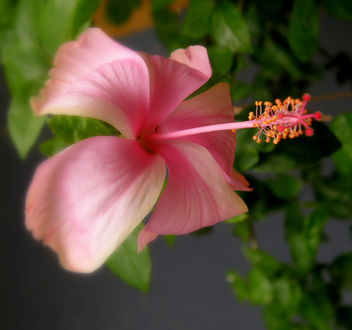 hibiscus - Pink - image #278639 gratis