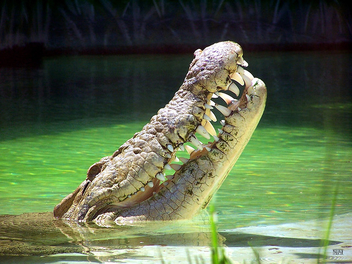 Crocodile smile. - Free image #278699
