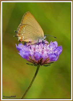 mariposa 13 - Some butterflies - Free image #278729