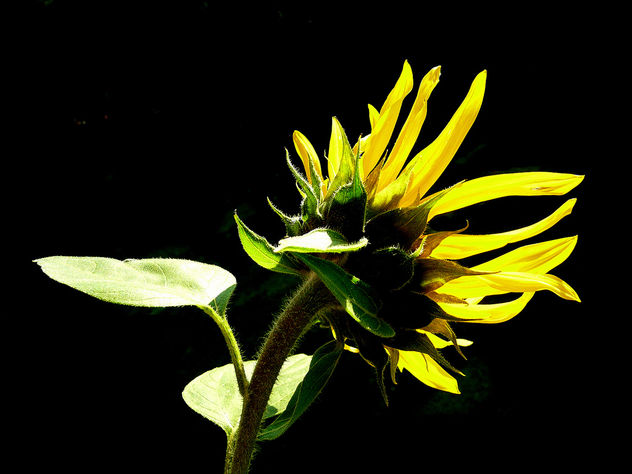 sunflower - image #278789 gratis