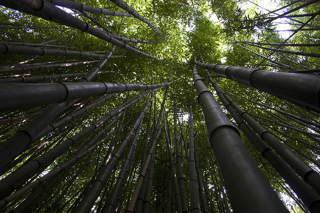 Bamboo Forest Canopy - image #278809 gratis