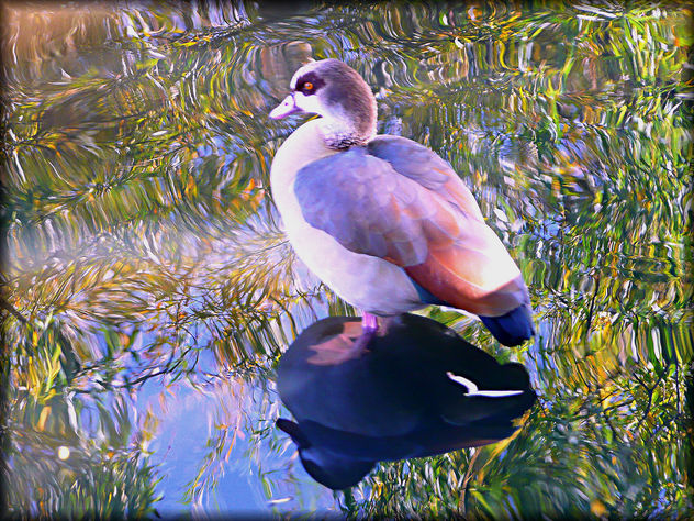 beautiful Egyptian Goose - image gratuit #279089 