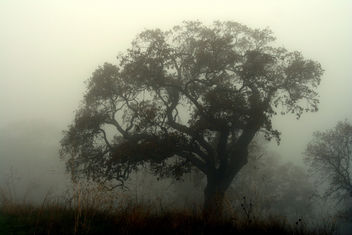 Ghost Trees - image #279179 gratis