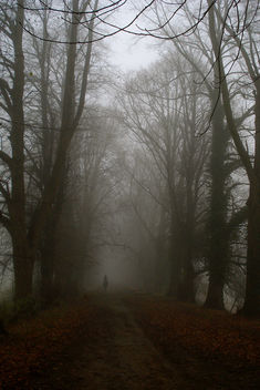 Ghost rider in the mist - бесплатный image #279219