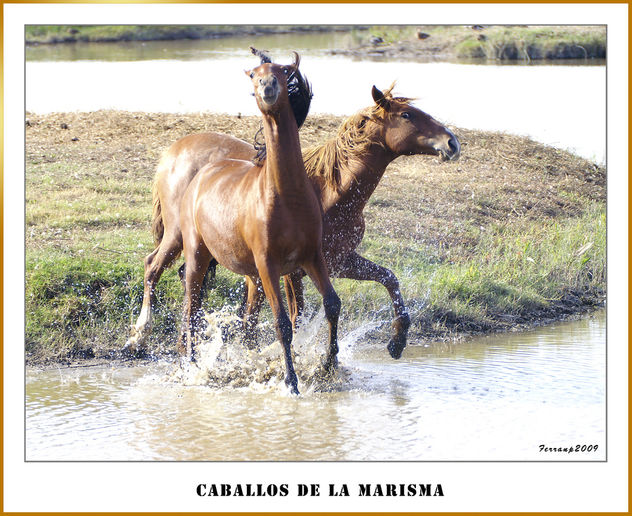 Caballos jugango 03 - Playing horses - Free image #279359