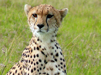 Cheetah - image #279559 gratis
