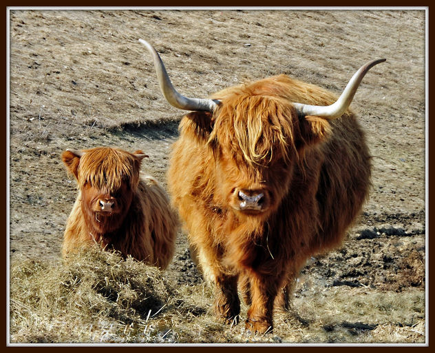 Highland Bull and Calf - image #279649 gratis