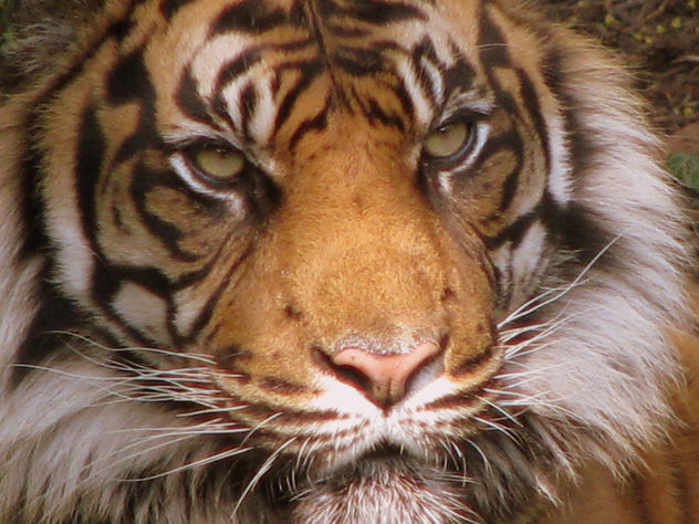 tiger close up - image #279709 gratis