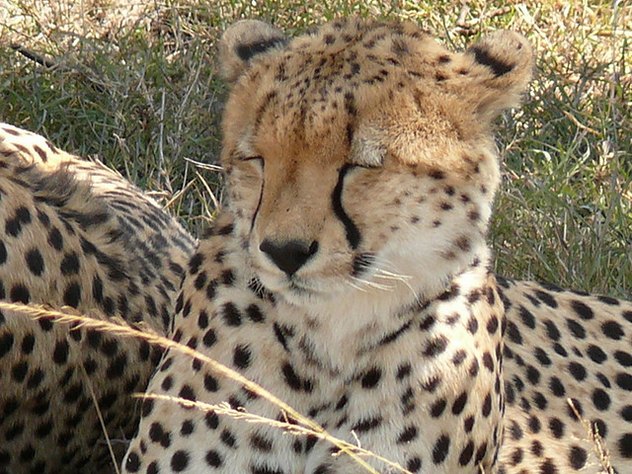 Cheetah in Kenya - бесплатный image #279799
