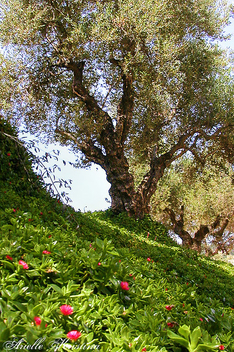 Olive Grove | Crete - Free image #279859