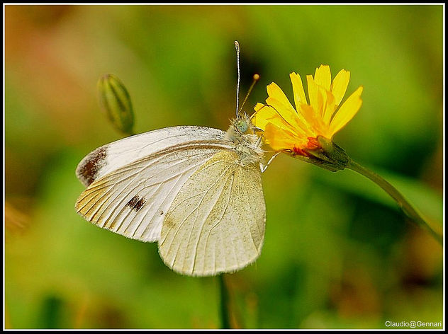 My white butterfly ... - image #279959 gratis