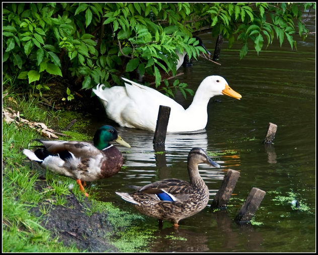 Ducks Hangin' Out at the Lake - бесплатный image #279999