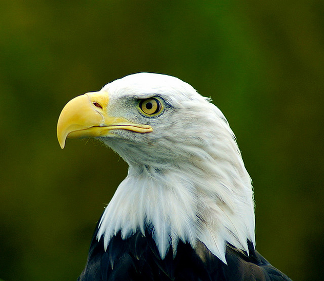 American Bald Eagle Close-up Portrait - image gratuit #280139 