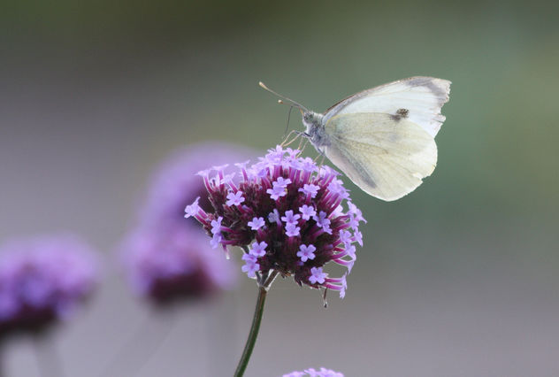 RHS Wisley - August 2009 - Large White on Verbena - image gratuit #280279 