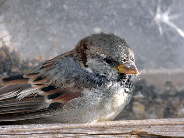 Sparrow - Kostenloses image #280399