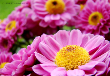 FLORES CARAMELIZADAS ( FLOWERS WITH CARAMEL) - бесплатный image #280569