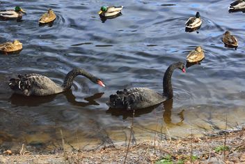 Black swans - Free image #280959