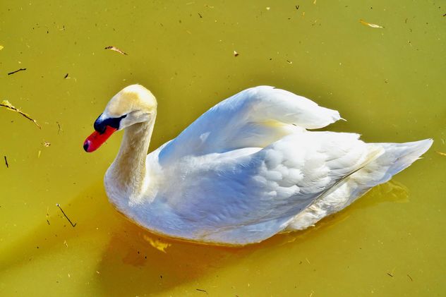 White swan - Kostenloses image #280969
