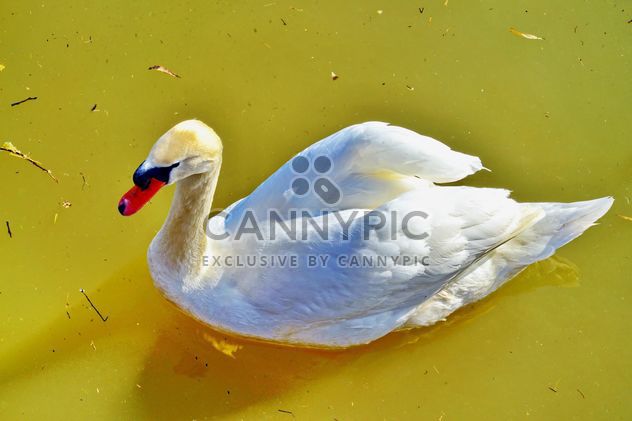 White swan - image #280969 gratis