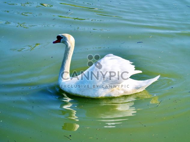White swan - Kostenloses image #280979