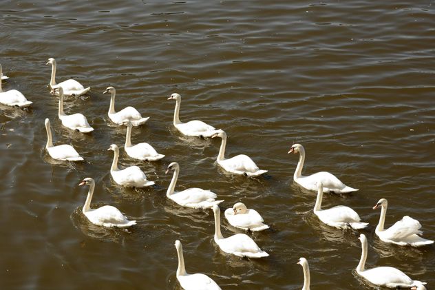 White Swans on the lake - image #280999 gratis