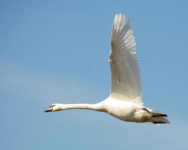Swan flying - image gratuit #281009 