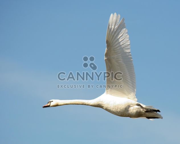 Swan flying - Free image #281009