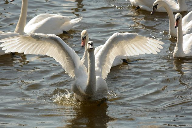 Swans on the lake - image #281019 gratis