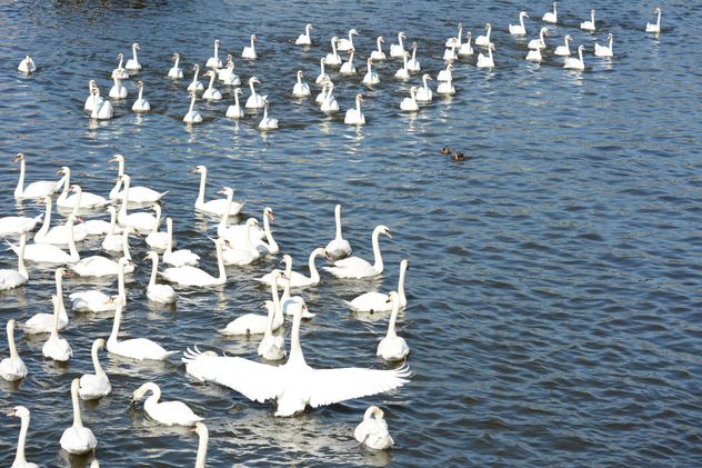 Swans on the lake - image gratuit #281029 
