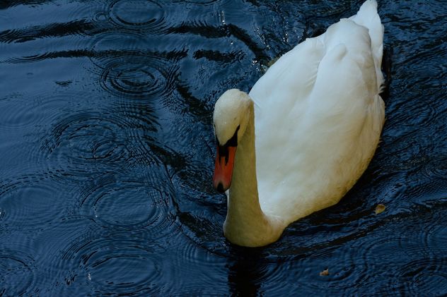 white swan - image gratuit #281039 