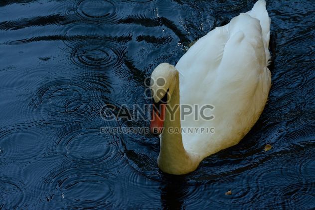 white swan - image #281039 gratis