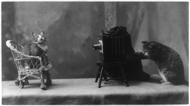 A cat is posed seated on a chair in front of another cat operating a camera. - Kostenloses image #281149