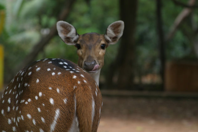 Deer @ Guindy National (Childrens) Park, Chennai - Free image #281229