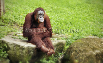Medan, In Sitting Down Pose (DSC_0092) - Free image #281269
