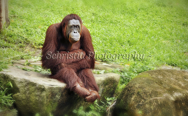 Medan, In Sitting Down Pose (DSC_0092) - image #281269 gratis