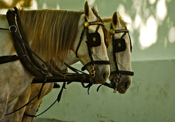 Horses - image gratuit #281289 
