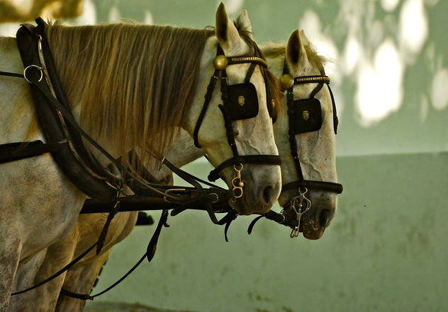 Horses - Kostenloses image #281289