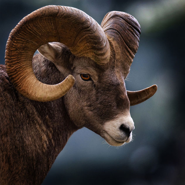 Big Horn Sheep - Free image #281529
