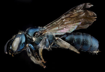 Ceratina dupla, F, side, New York, Kings County_2013-02-14-14.33.19 ZS PMax - Free image #281689