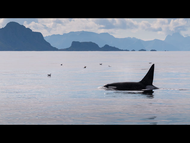 Killer Whale in Norwegian Sea - image gratuit #281959 