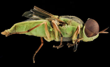 Soldier Fly, U, Side, SD, Pennington County_2013-08-08-14.49.48 ZS PMax - image #281969 gratis
