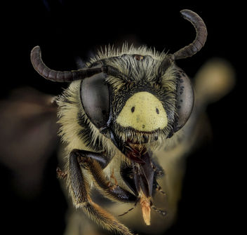 Andrena fulvipennis, M, Face, MD, Anne Arundel County_2013-08-16-18.25.43 ZS PMax - бесплатный image #282109