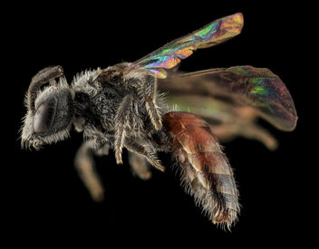 Sphecodes brachycephalus, F, side, NC, Moore Co_2013-09-25-19.26.59 ZS PMax - Free image #282179