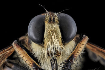 Robber Fly, Face, Charles County, MD_2013-11-04-11.26.16 ZS PMax - Free image #282219