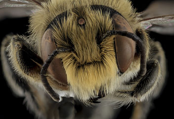 Megachile rubi,M,Face,NC,Moore County_2013-09-28-18.14.32 ZS PMax - image gratuit #282259 