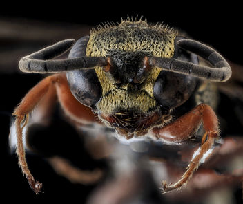 Wasp, F, Face, Cecil County, MD_2013-11-04-11.41.16 ZS PMax - image #282299 gratis