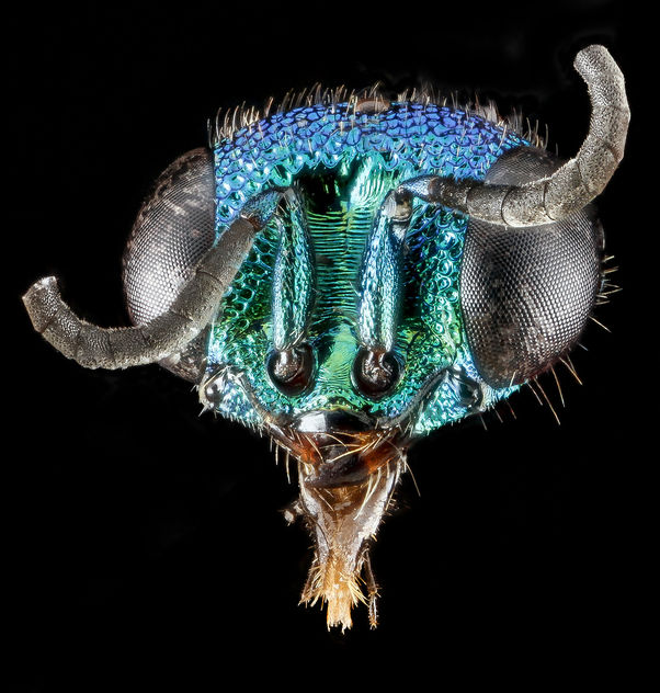 chrysidid wasp, unknown, face_2012-06-15-17.01.58 ZS PMax - Kostenloses image #282329