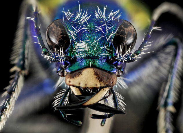 Festive Tiger Beetle, face, Badlands,Pennington Co, SD_2013-12-31-13.21.39 ZS PMax - image gratuit #282349 