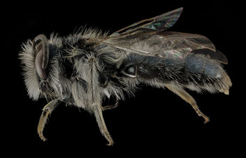 Andrena cuneilabris,M,Side, Humboldt Co,CA_2013-12-12-15.51.16 ZS PMax - бесплатный image #282359